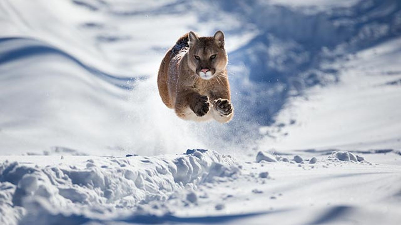 puma leon americano 9 corriendo