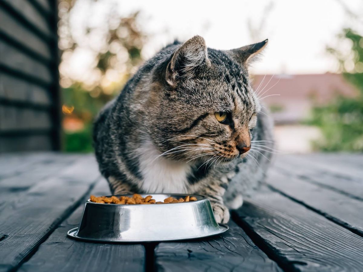 Una causa de este comportamiento estaría relacionada con los problemas dentales.