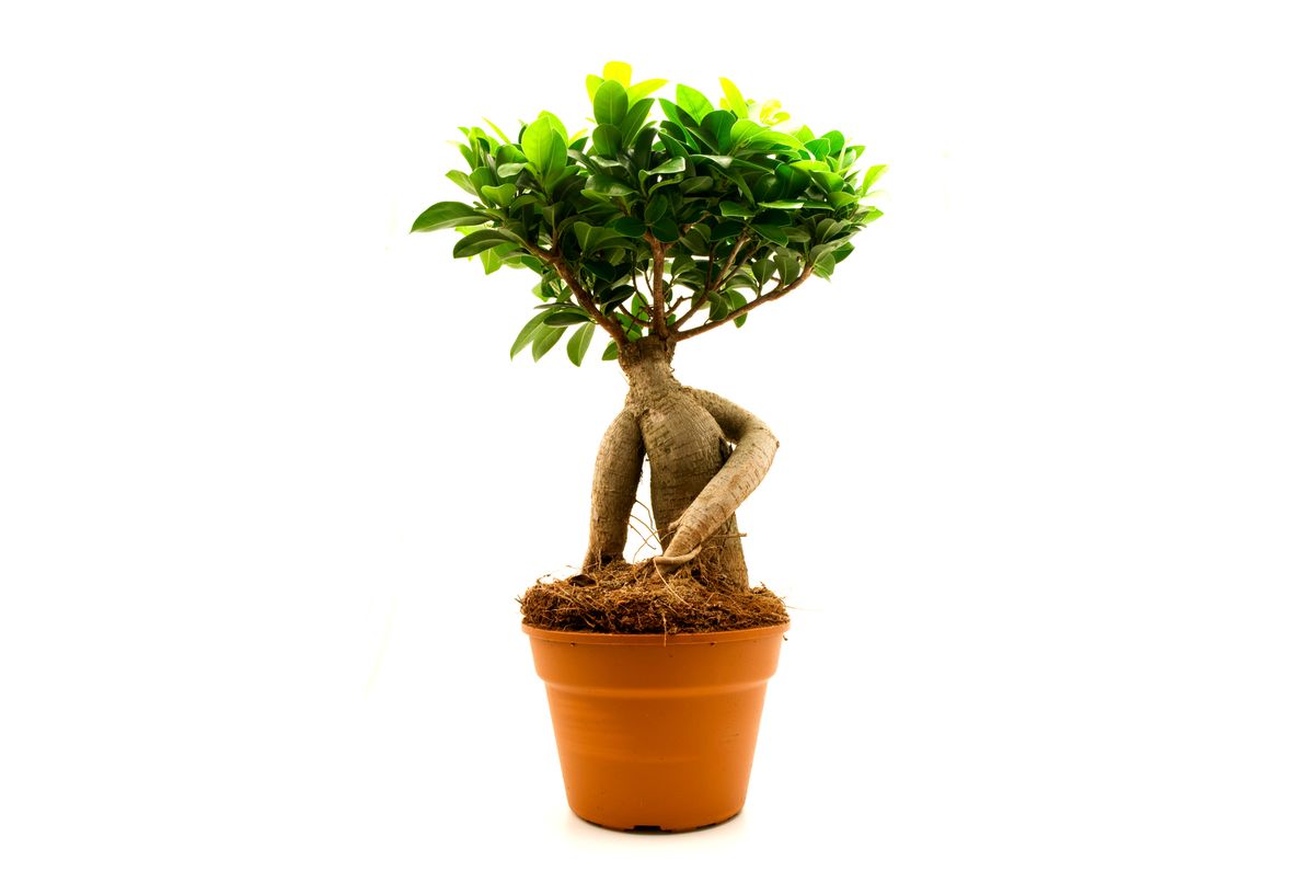 plantacion ficus ginseng xl