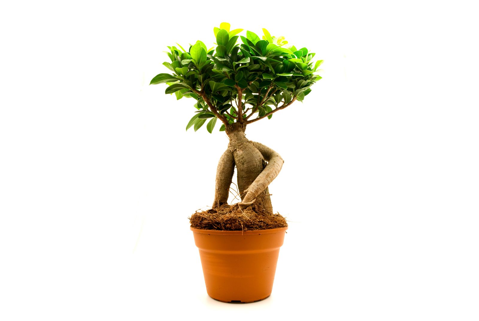 plantacion ficus ginseng xl
