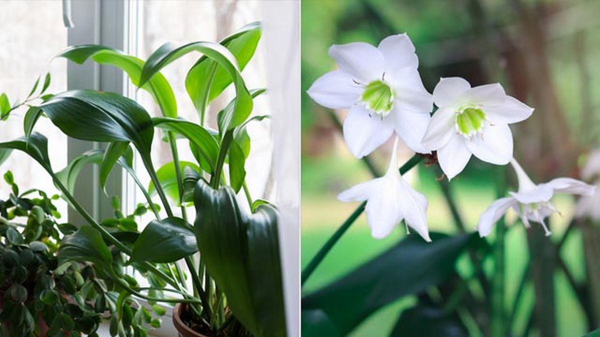 Eucharis planta de interior con flores blancas deco jardin