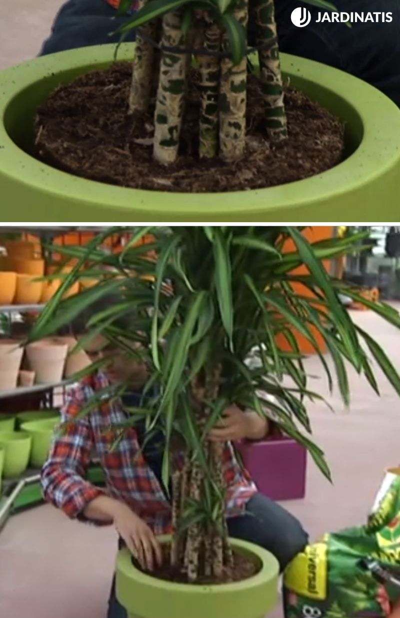 Suelen cultivarse varios tallos en el mismo contenedor