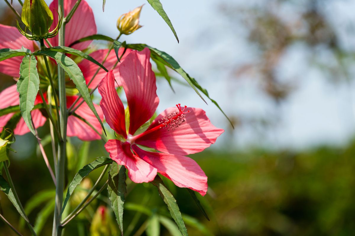 Dos variedades de hibiscus o hibisco coccineus 2