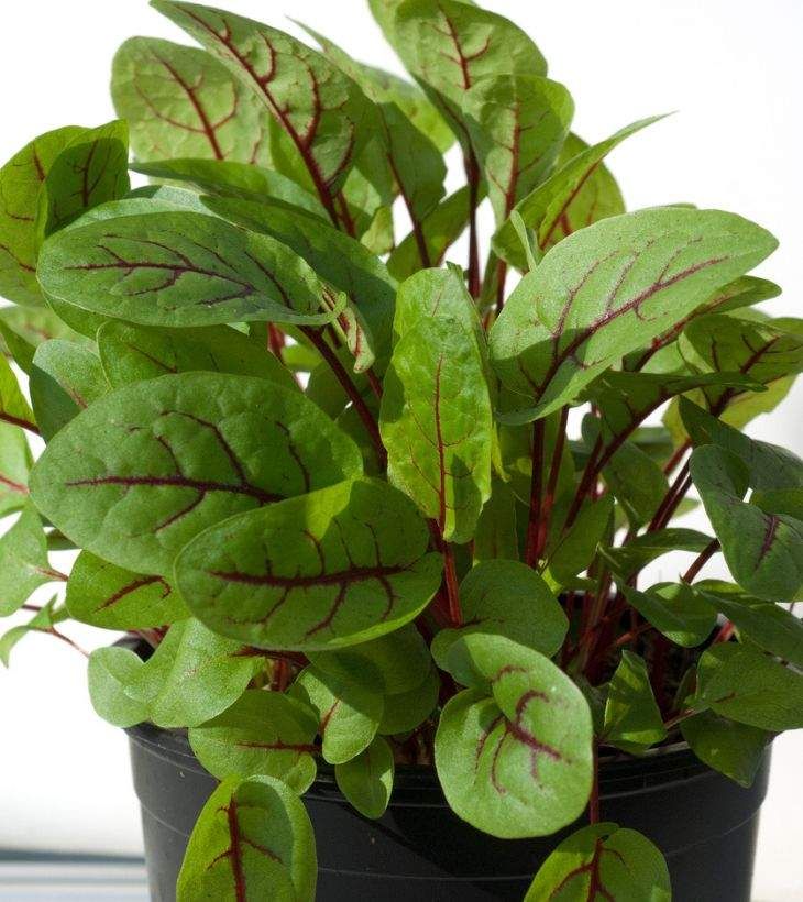 Rumex sanguineus