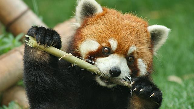 Panda rojo 04