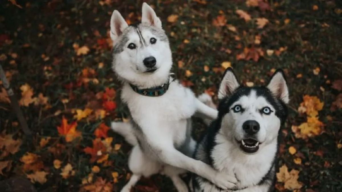 nombres para perros husky 2