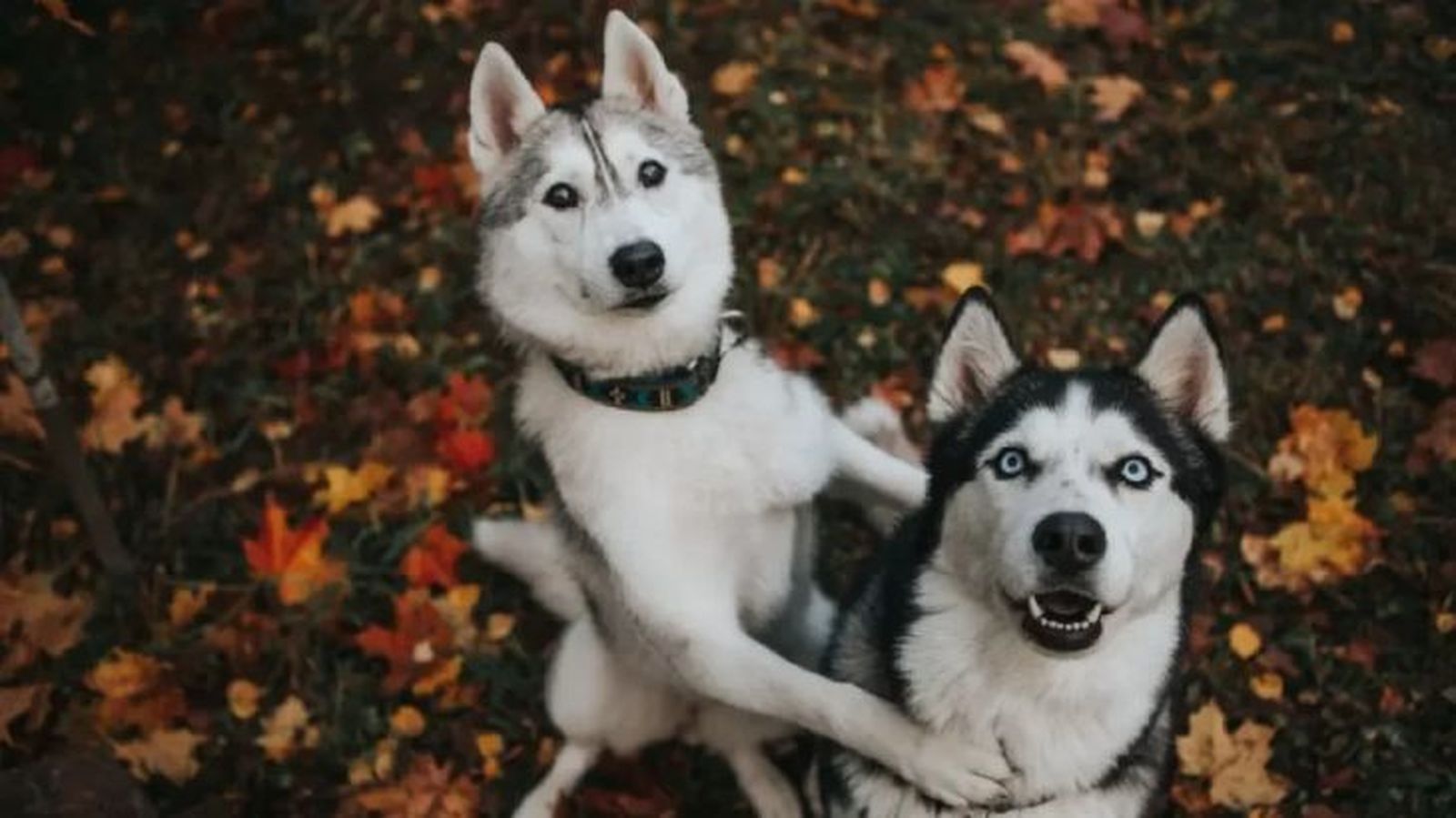nombres para perros husky 2