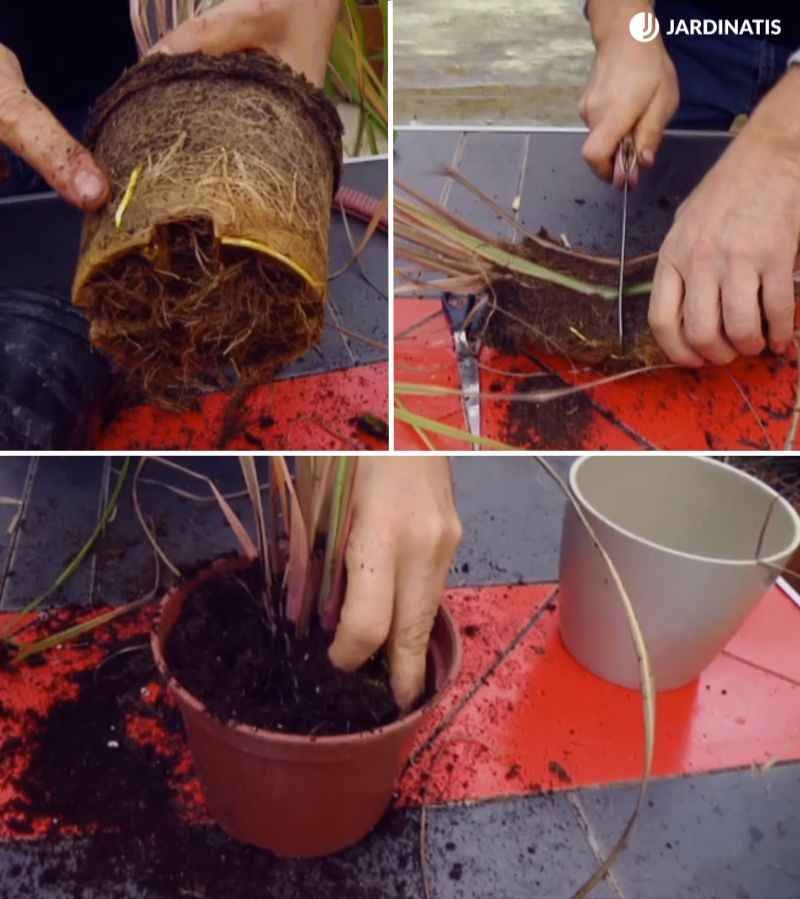 De una sola mata, podrías llegar a obtener hasta cuatro plantas.