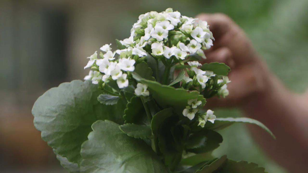 brico 1020 jardin kalanchoe flores