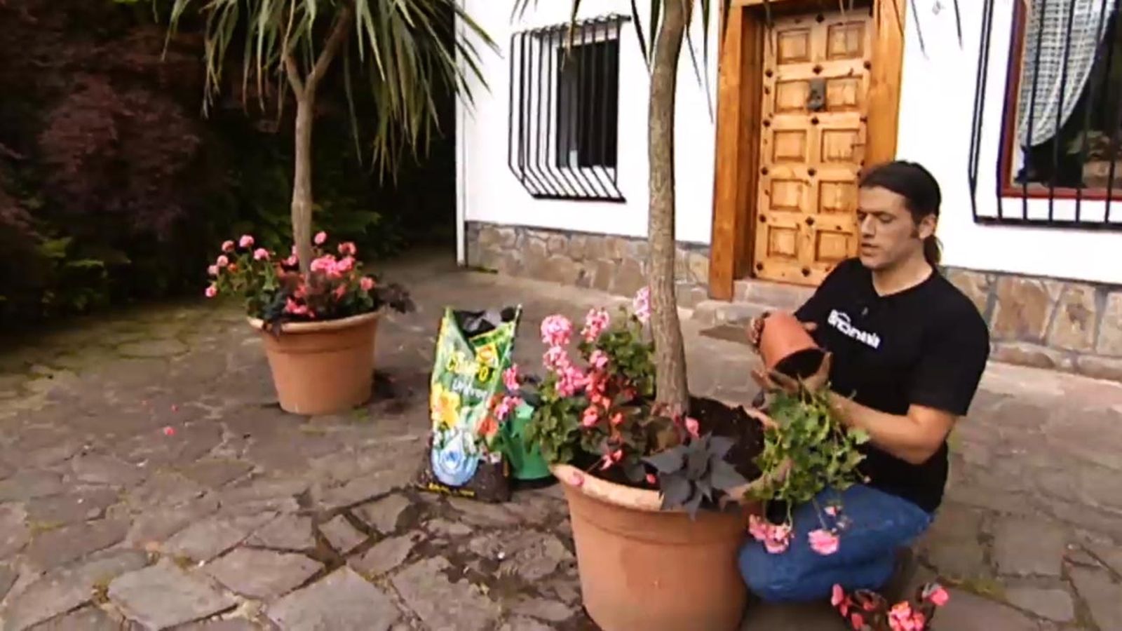 brico jardin 616 composicion con dracena marginata