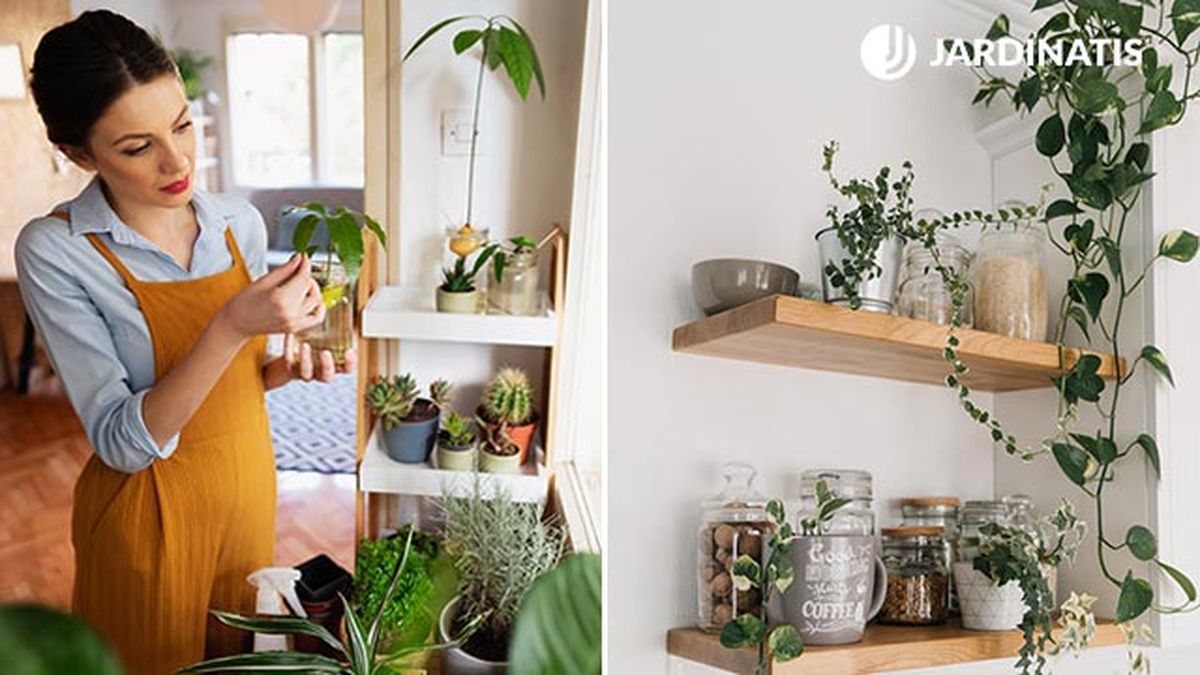 beneficios de tener plantas en la cocina decoracion xl