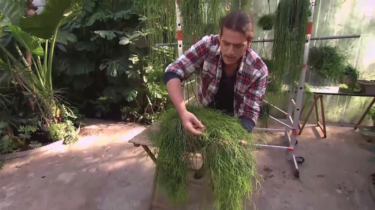 deco 691 trasplante rhipsalis raices secas