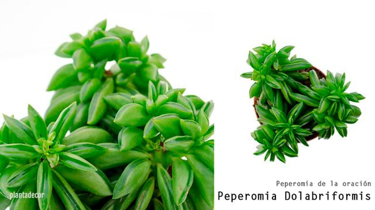 peperomia dolabriformis plantadecor