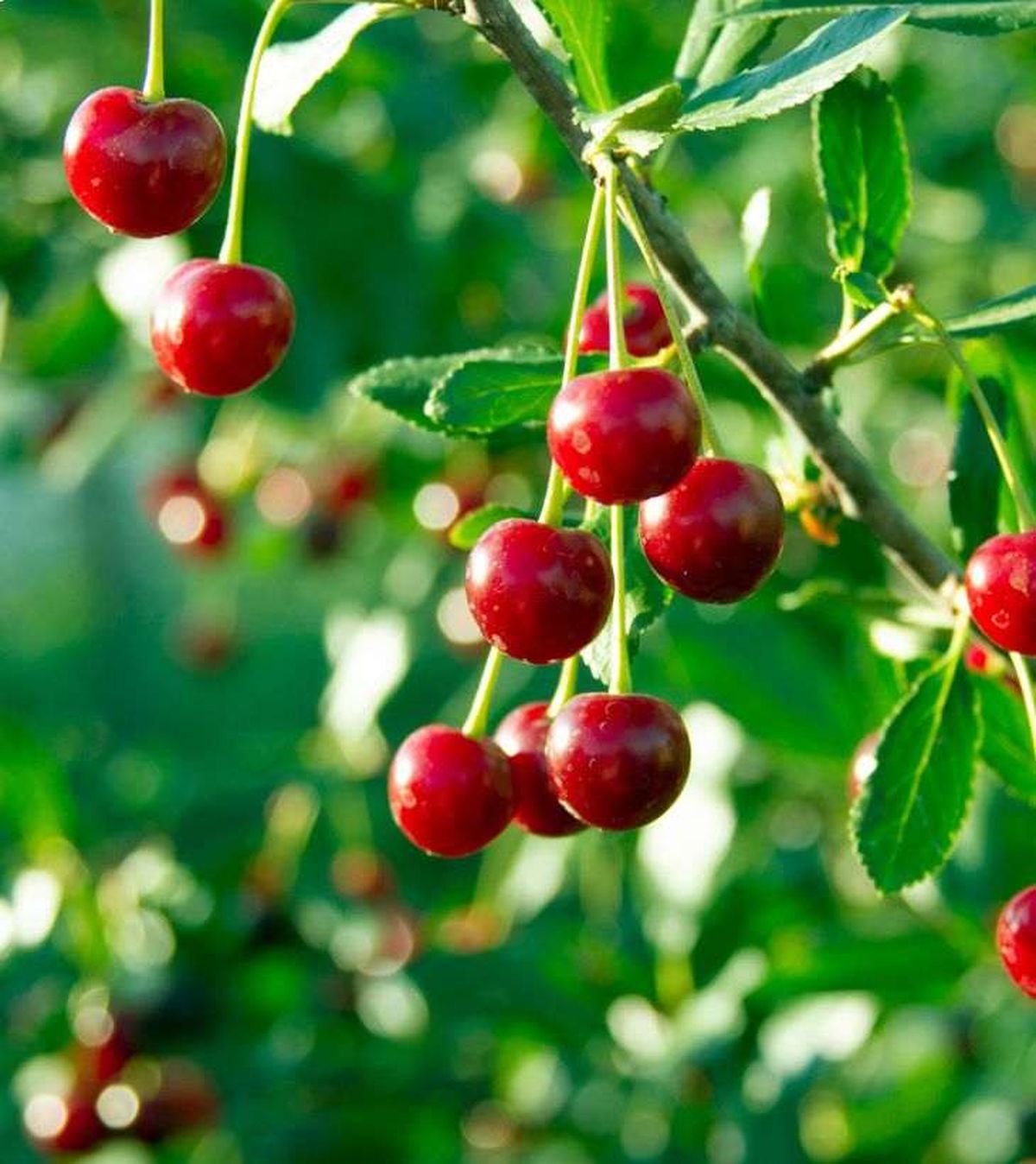 rama de cerezo frutos rojos maduros en el cerezo