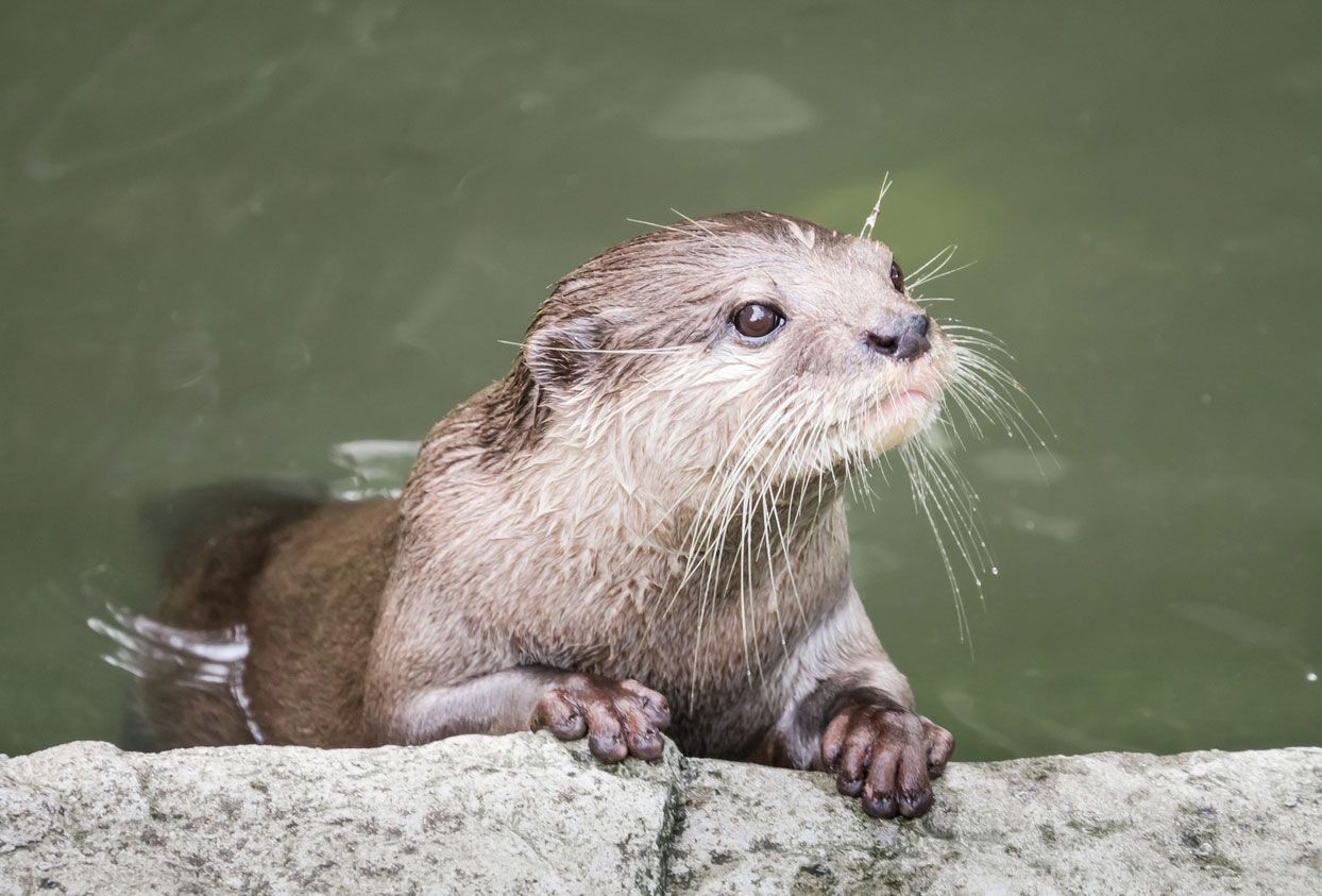 nutria ven mejor en el agua