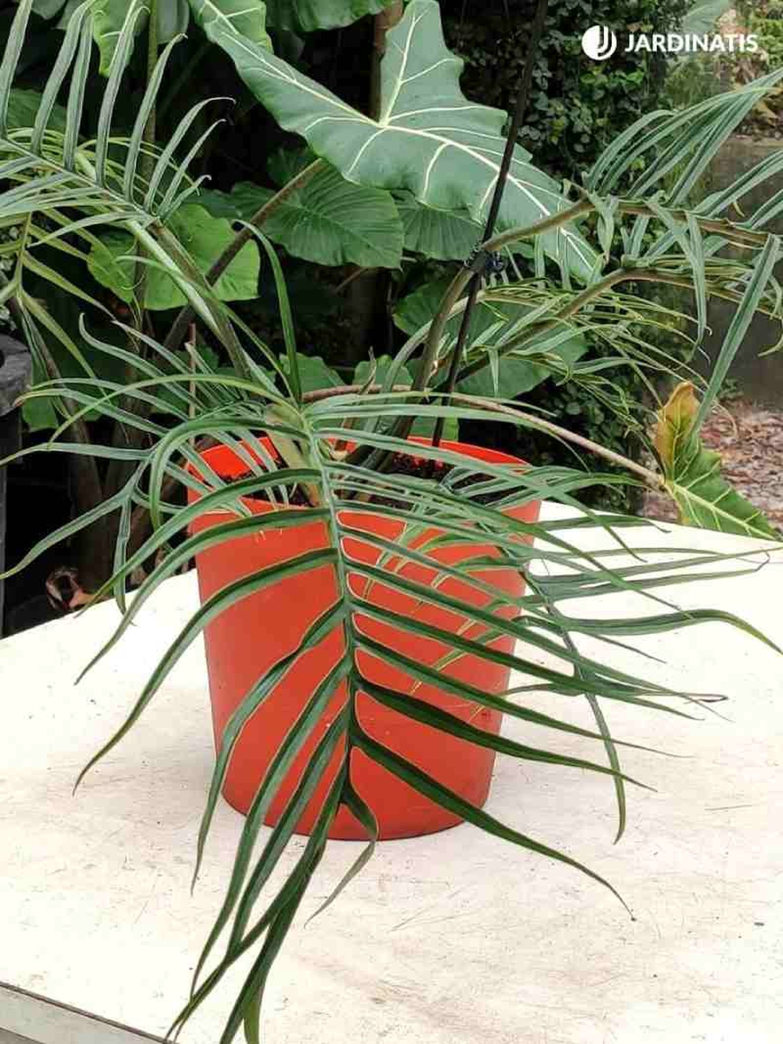 Philodendron tortum