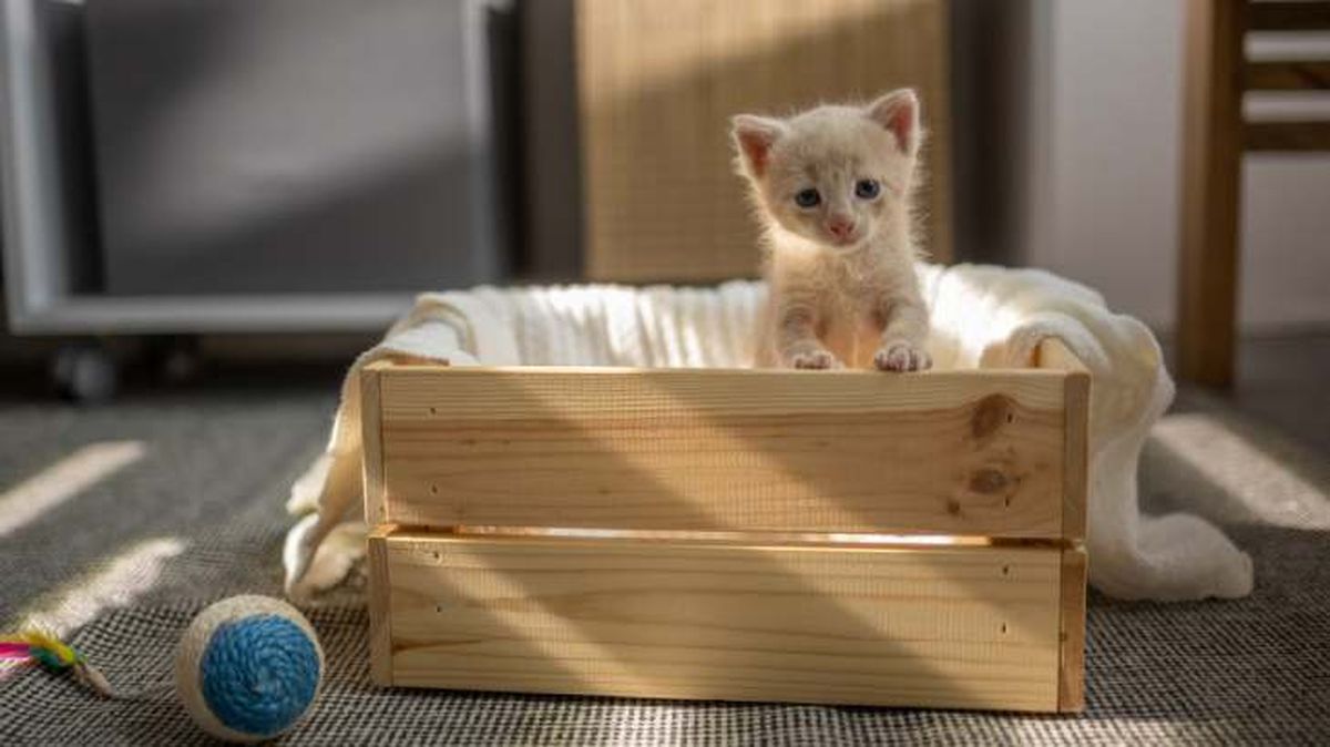 reciclar caja de vino madera camita mascota