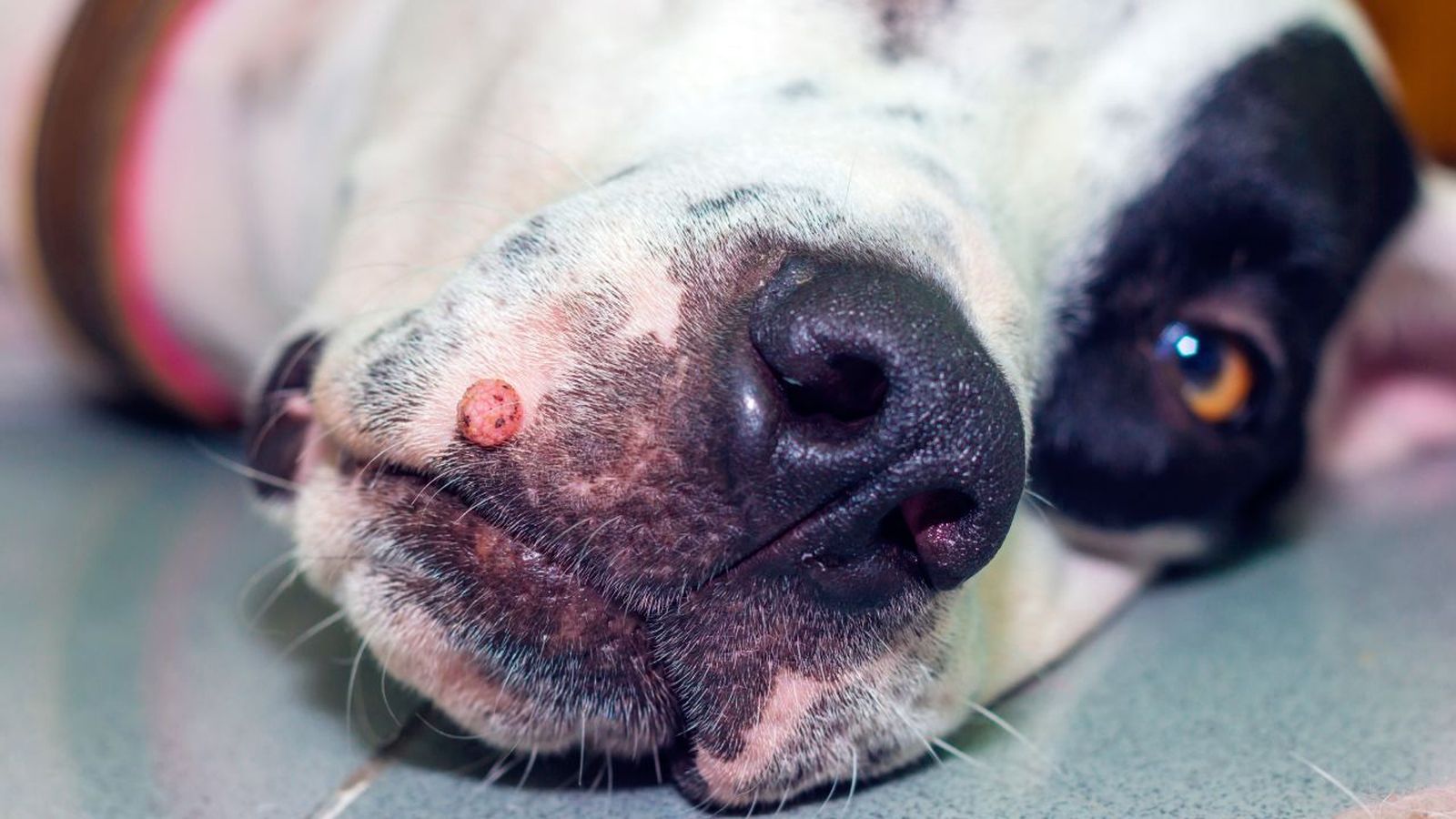 verrugas en perros ok