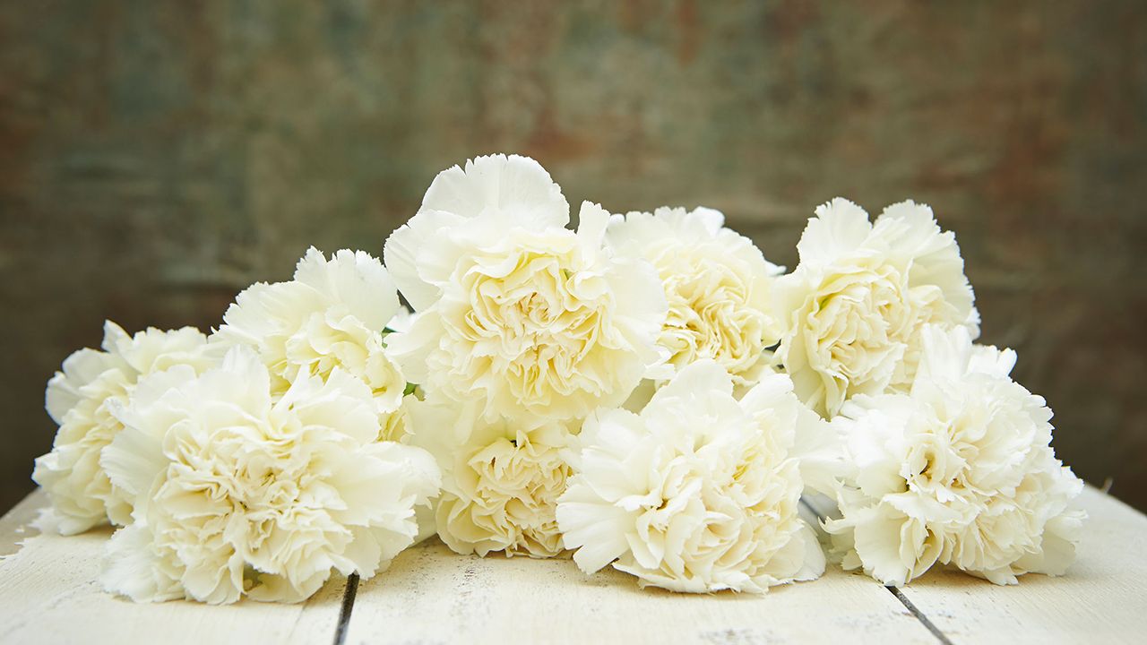 flores blancas claveles