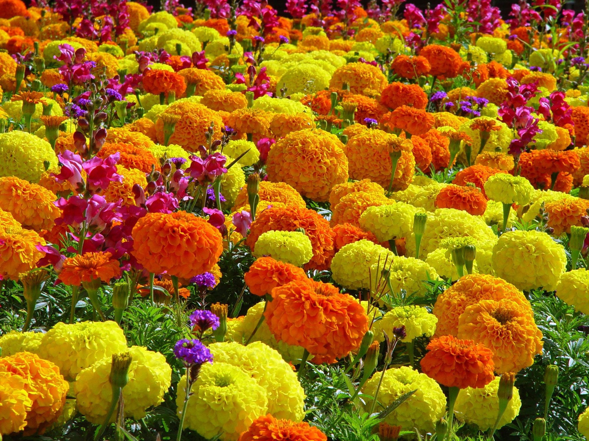 tagetes