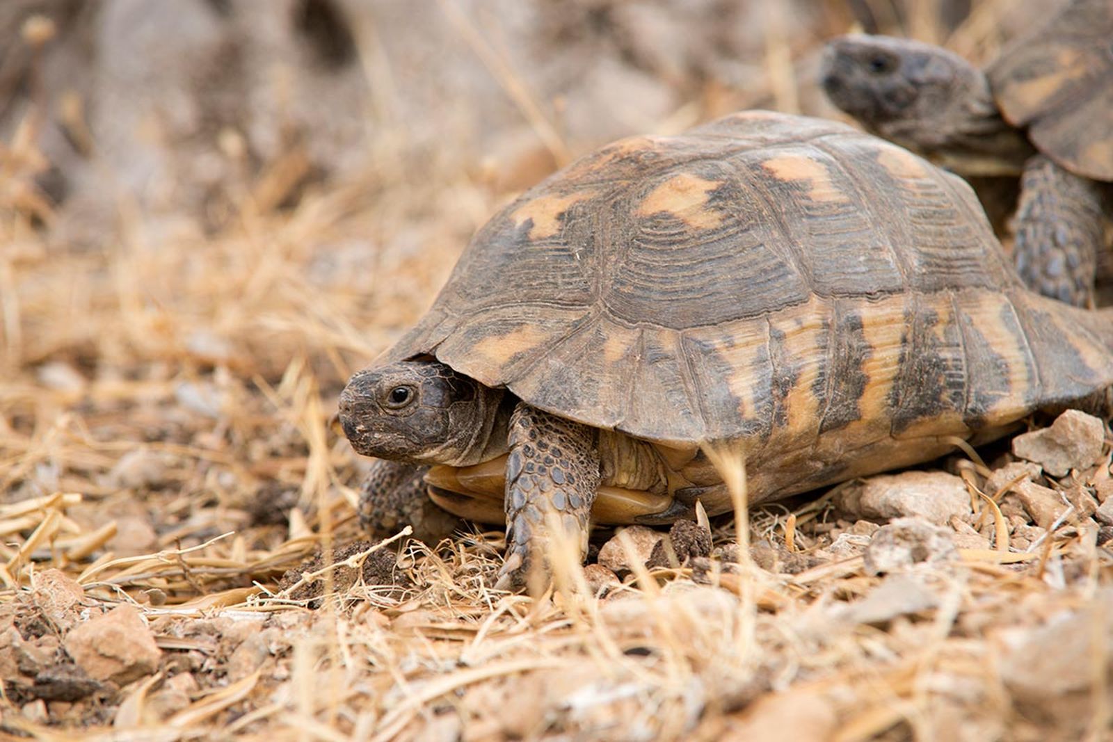 tortugas terrestres habitat