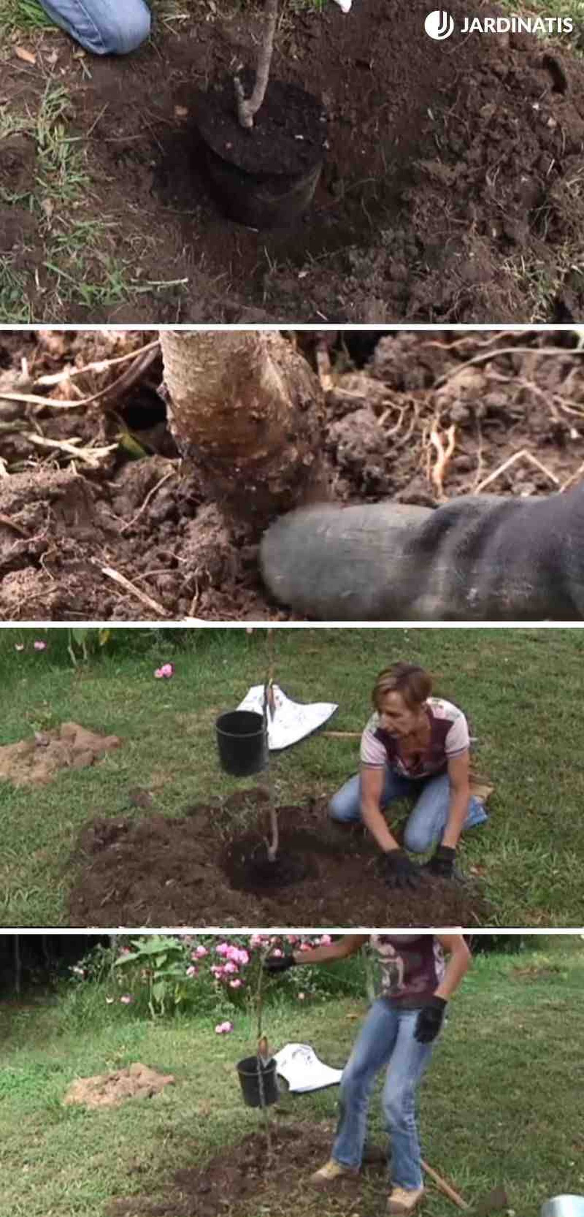 Paso a paso de la plantación del albaricoque en el jardín