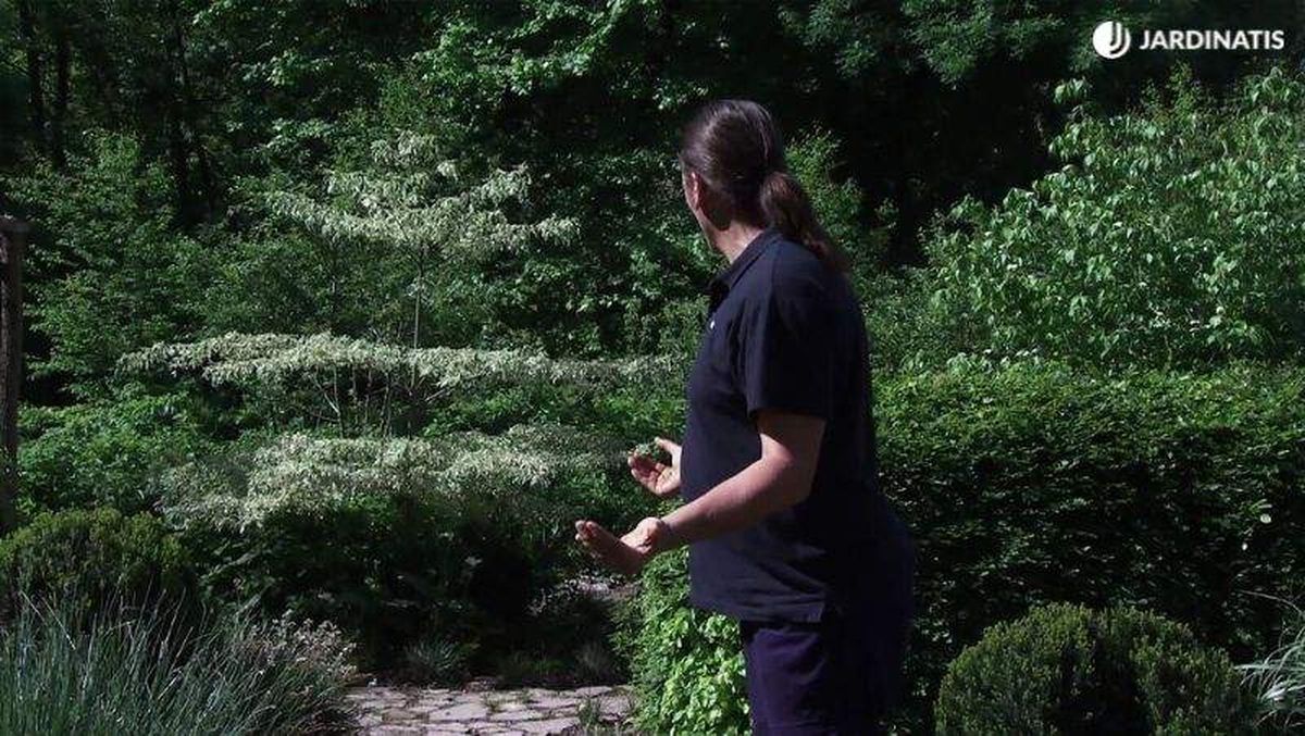 Cornus controversa variegata como punto focal en el jardín