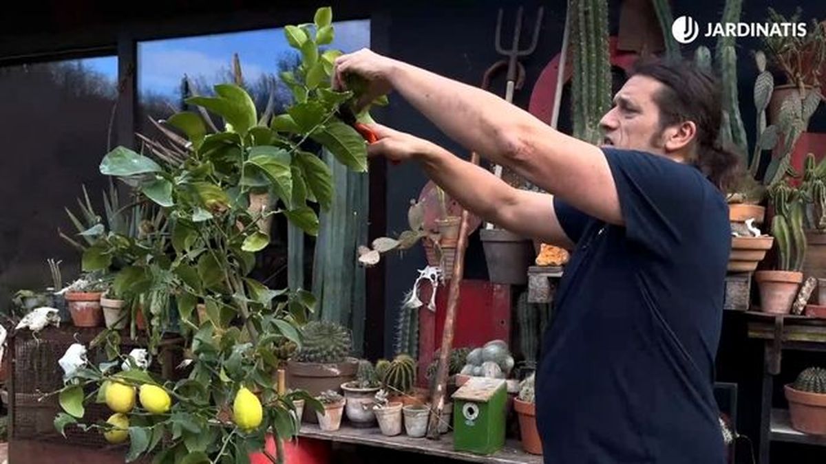 pinzar limonero para controlar crecimiento jardinatis 23 31