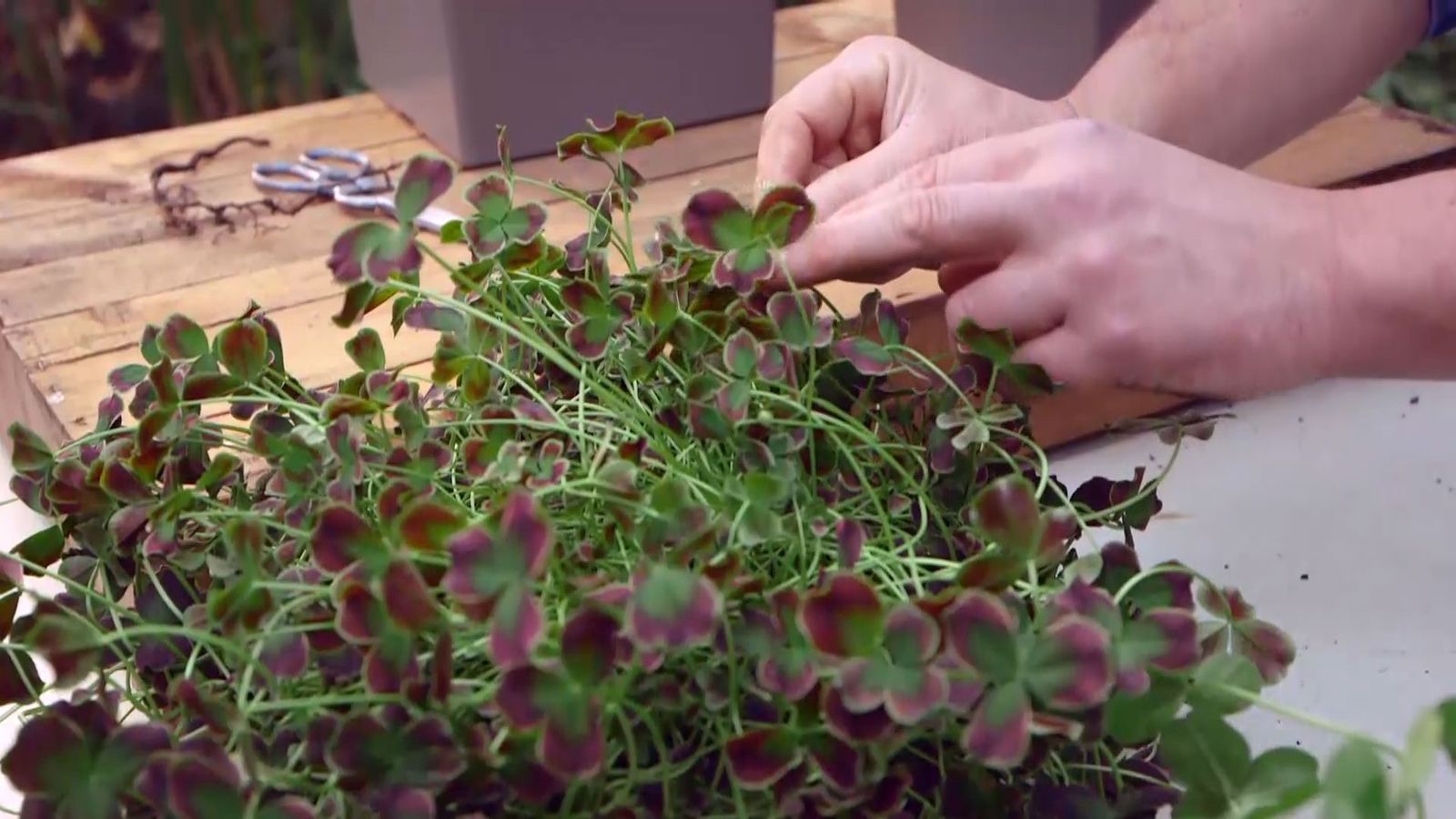 brico 949 3 treboles ornamentales xl