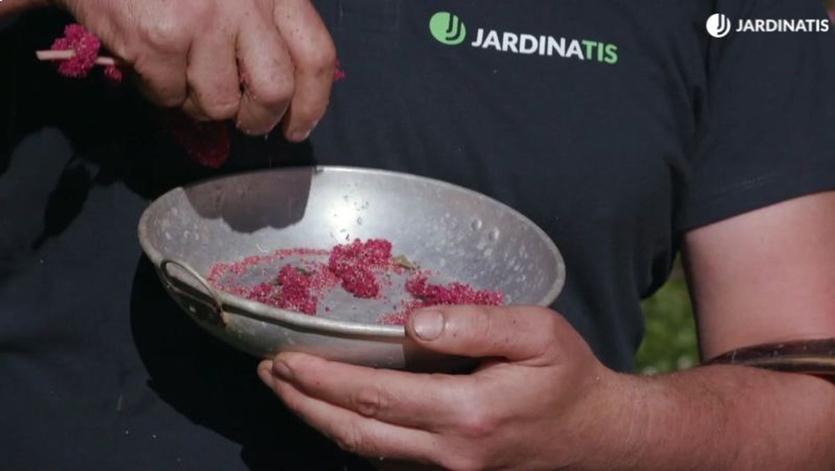 Semillas de amaranto