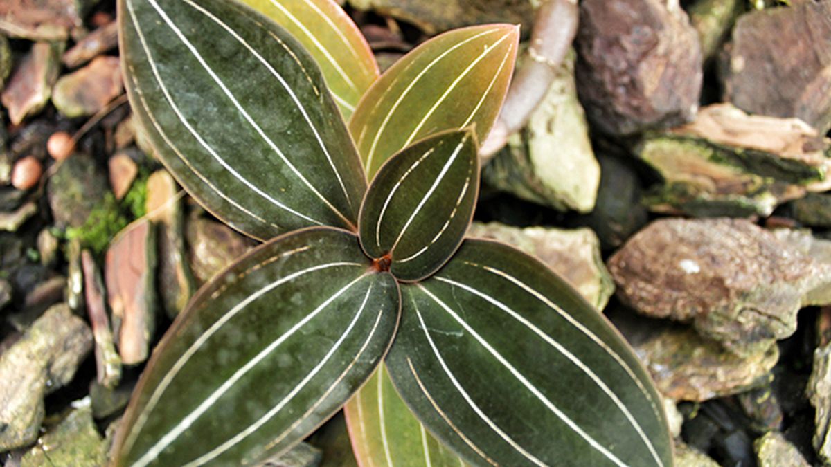 Ludisia discolor planta de interior pequena