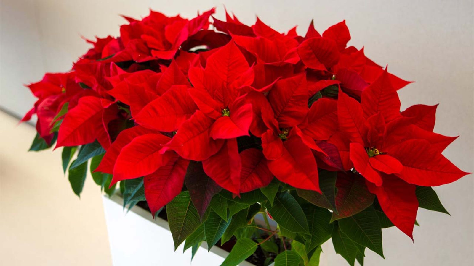 La flor de Pascua aporta un toque navideño único al hogar