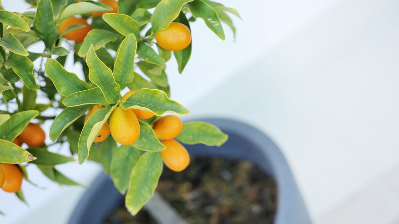 naranjo enano en maceta