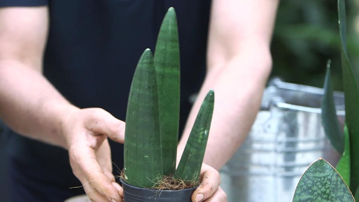 brico 1026 jardin nuevas variedades de sansevieria 4