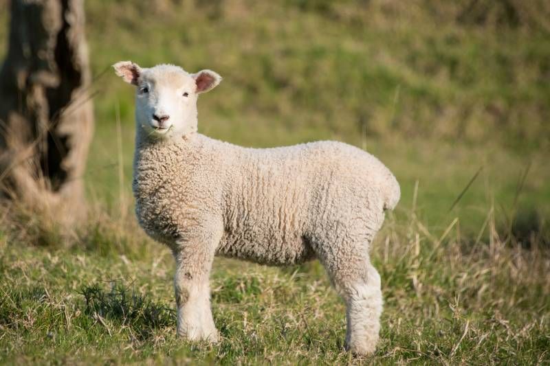 Las ovejas y cabras enanas son considerados animales curiosos y activas que van a necesitar practicar ejercicio y estimulación mental.