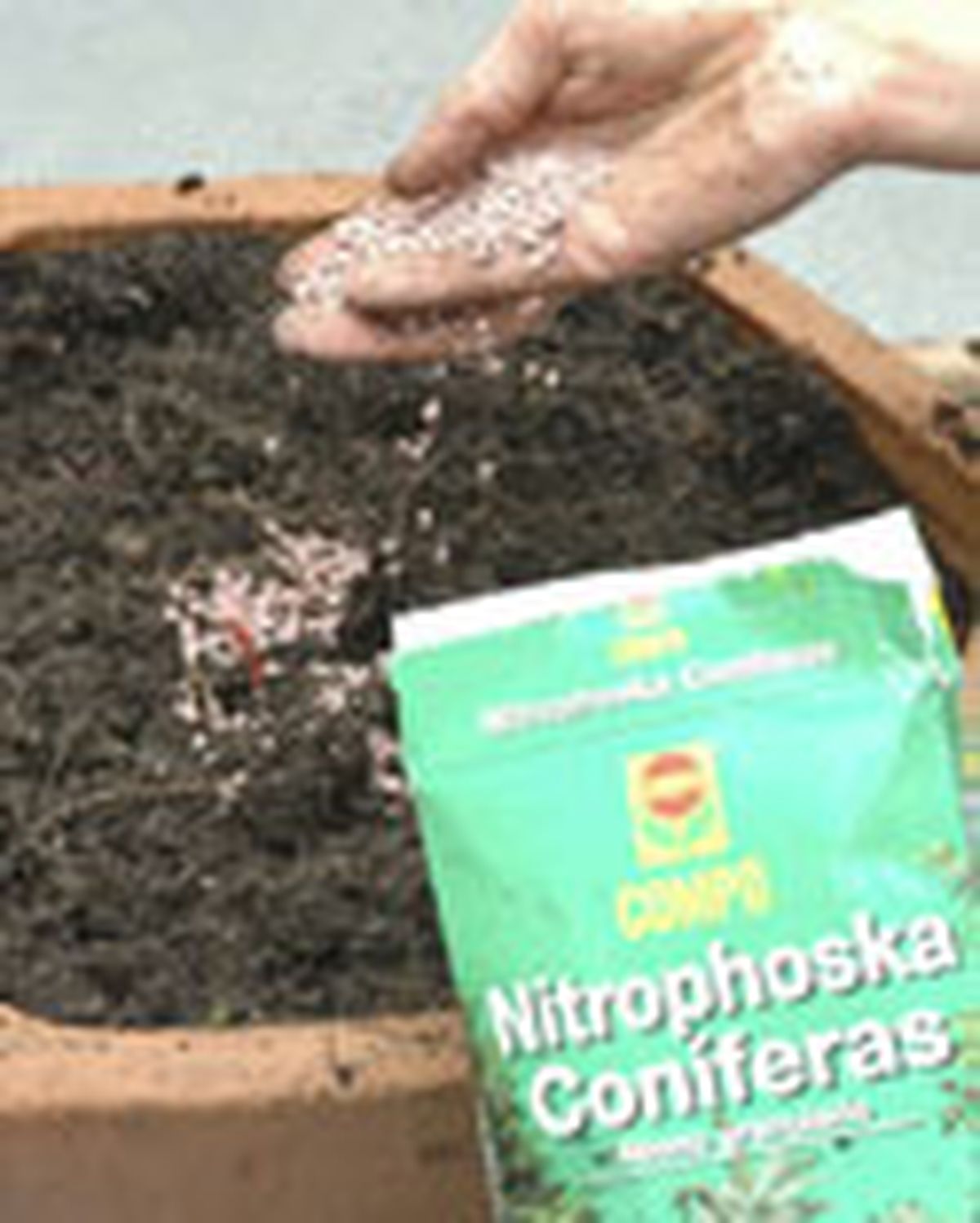 119505 conife pino enano p02