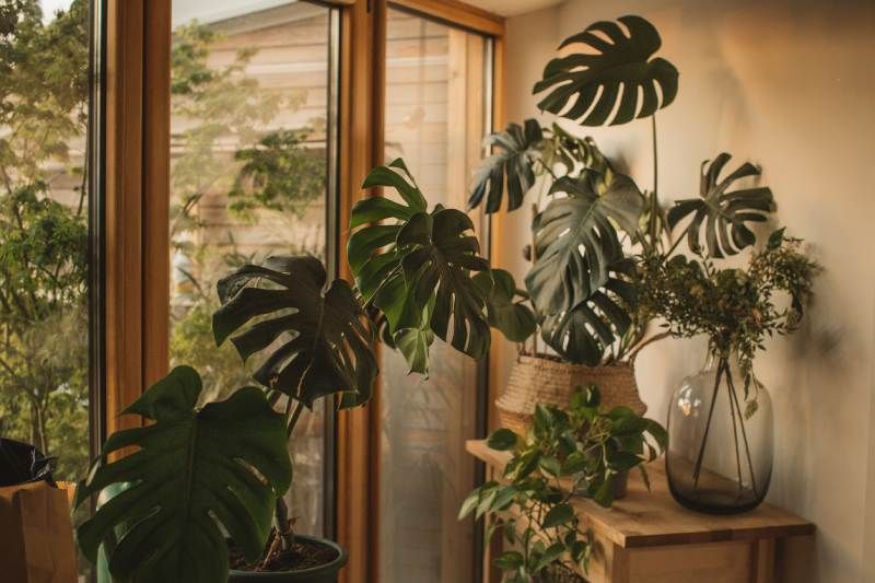 Monstera deliciosa