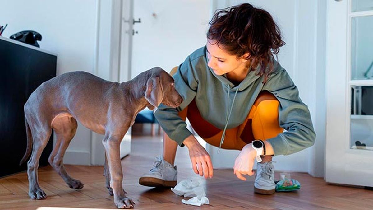 evitar perro destroce casa 4