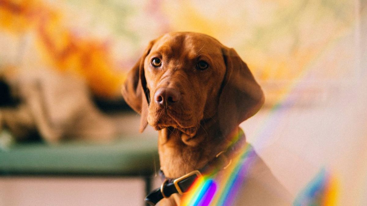 Los perros denotan una clara preferencia por ciertos colores.