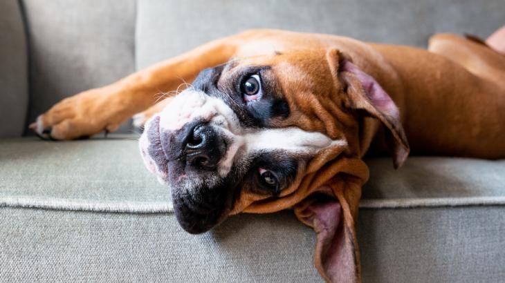 nombres originales para animales 2