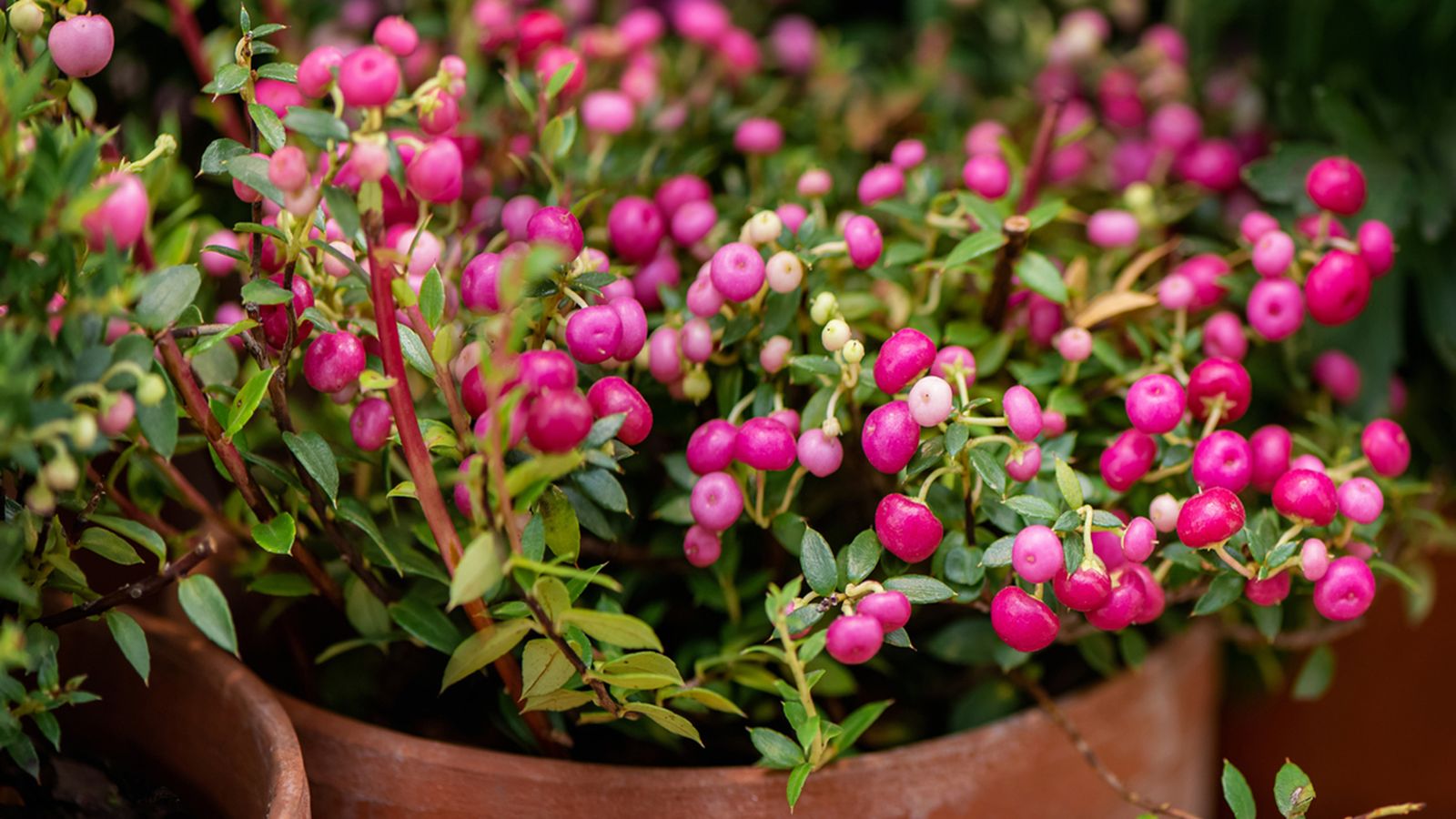 Pernettya mucronata xl