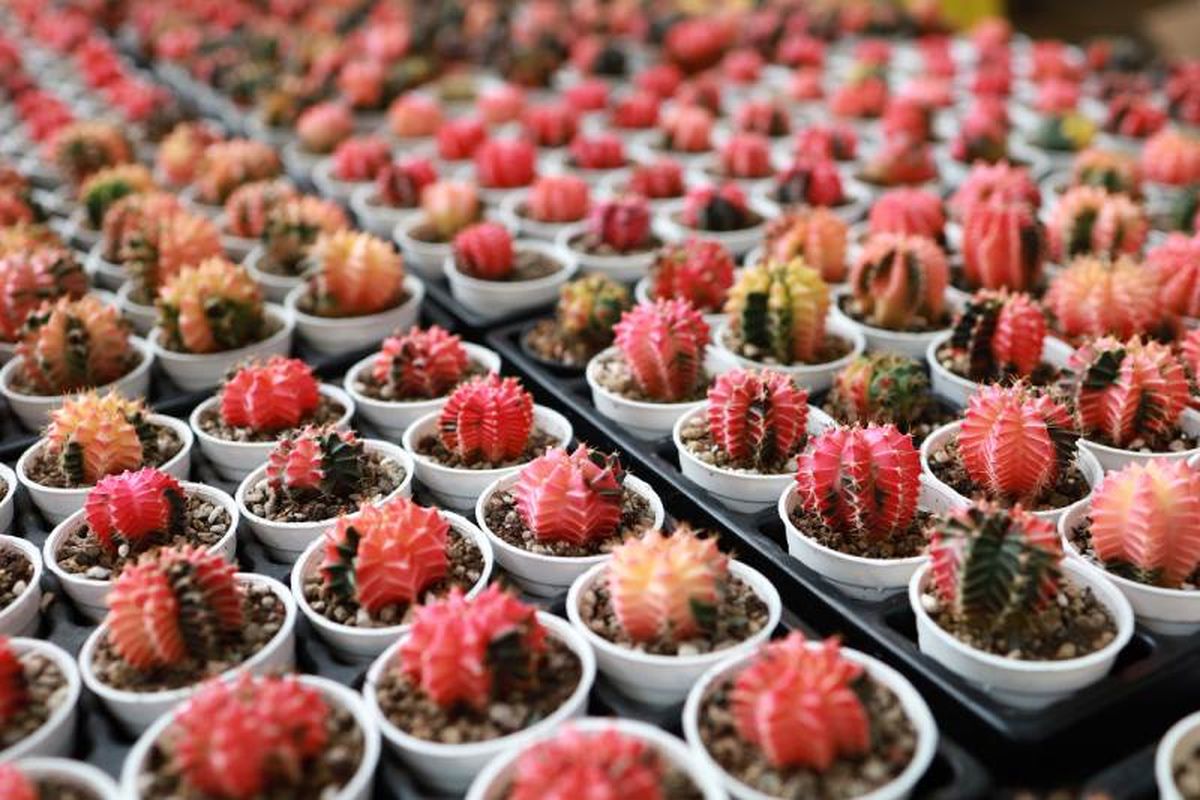 Gymnocalycium mihanovichii en tonos rojizos