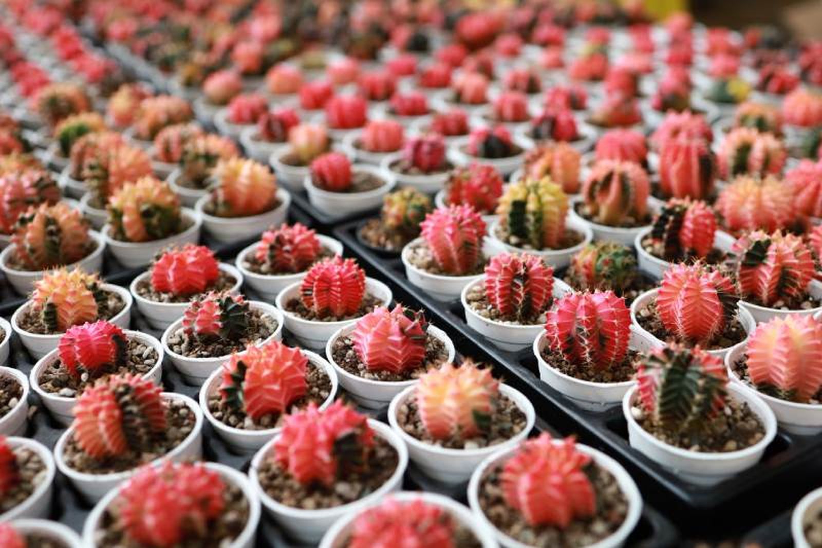 Gymnocalycium mihanovichii en tonos rojizos