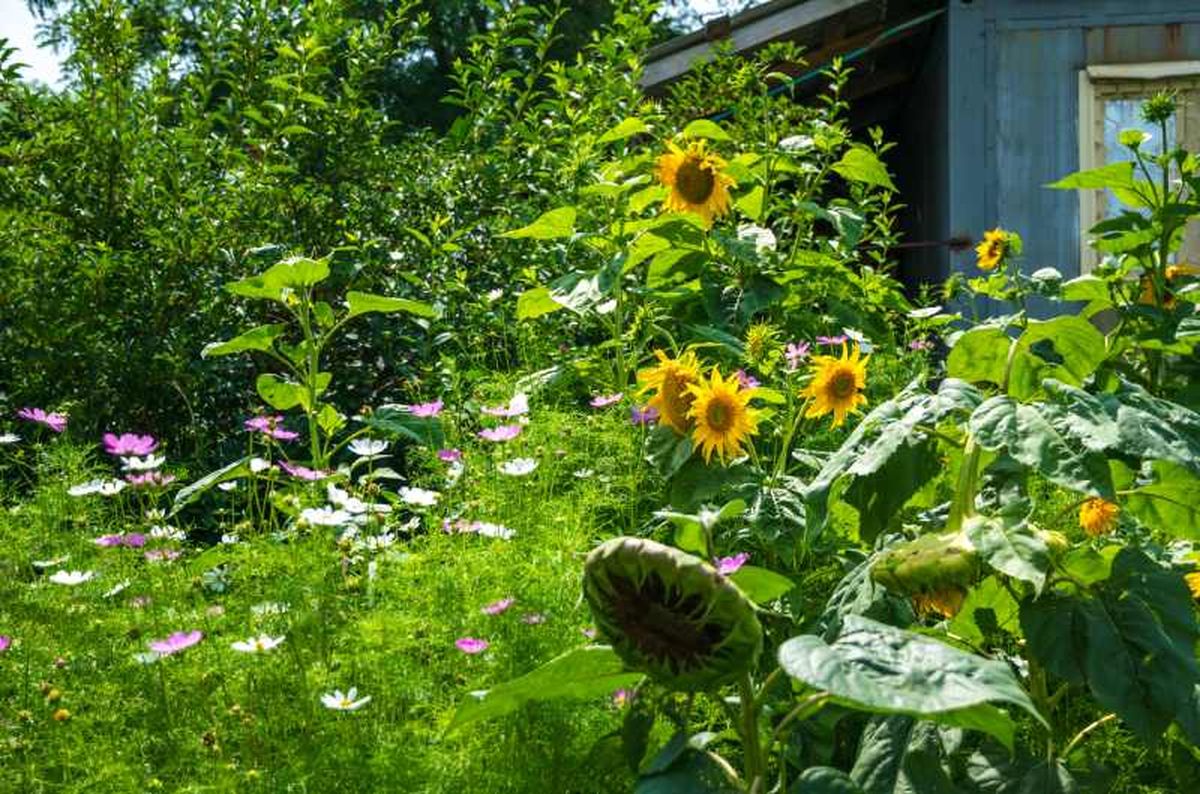 Girasoles en el jardín