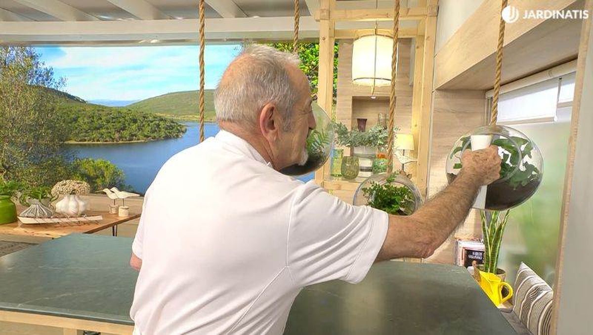 Los helechos demandan una alta humedad ambiental