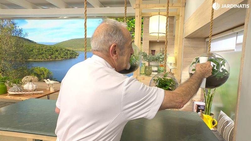 Los helechos demandan una alta humedad ambiental