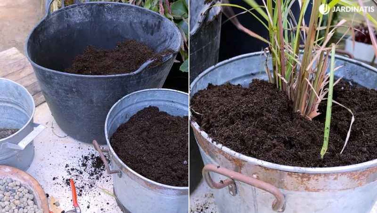 Plantación de citronela