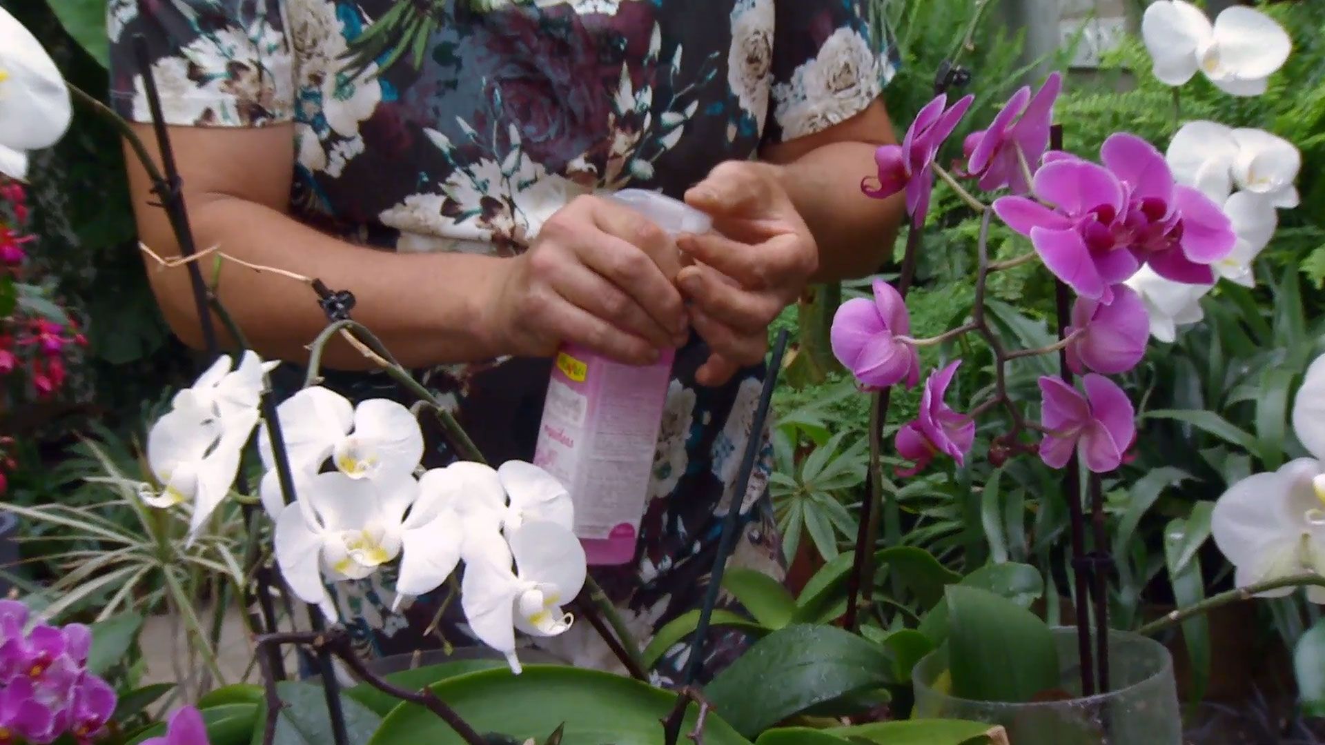 Abono foliar sobre orquídeas