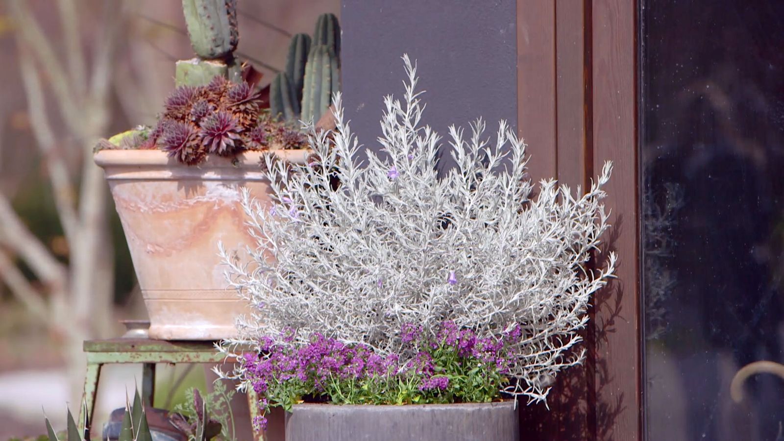 brico 951 3 eremophila nivea plantas follaje blanco xl