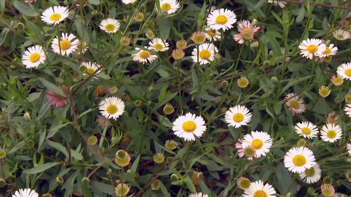deco 697 jardineria plantas silvestres jardin erigeron